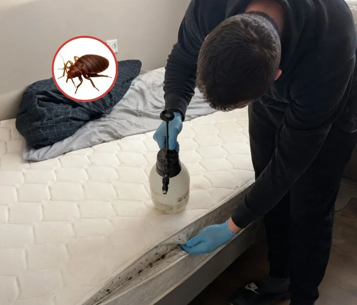 Technicien traitant un matelas contre les punaises de lit à Montigny-le-Bretonneux